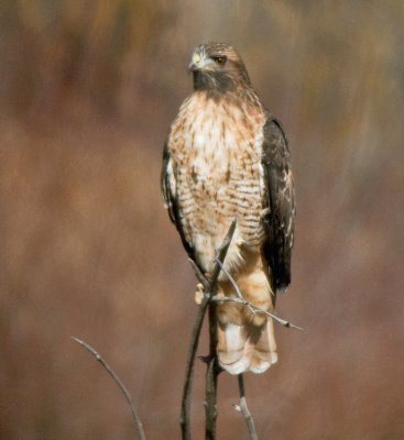 Ferruginous Hawk