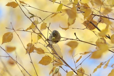 Goldfinch in a White Birch Tree