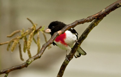 Rose-breasted Grosbeak (Male)