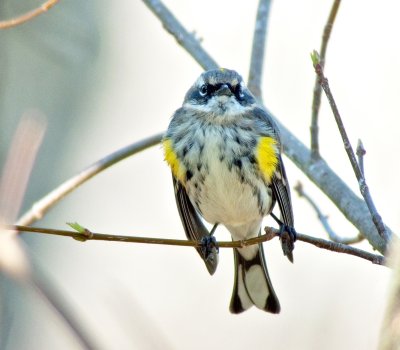 Yellow-rumped  -  Myrtle Warbler