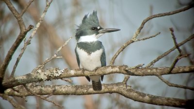 Belted Kingfisher (Male)