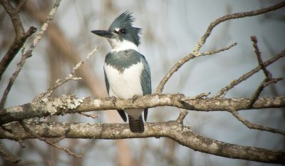 Belted Kingfisher (Male)