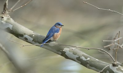 Eastern Bluebird (Male)