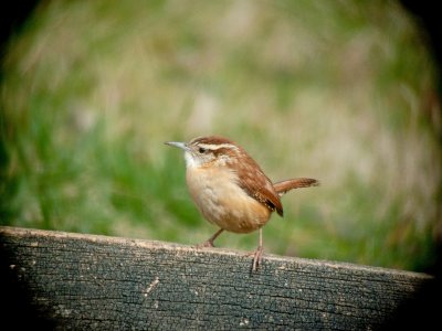 Carolina Wren