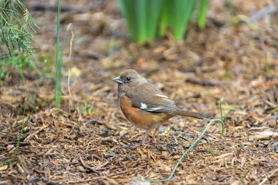 Eastern Towhee (Female)