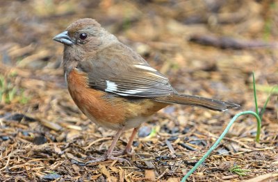 Eastern Towhee (Female)