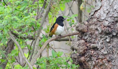 Eastern Towhee (Male)