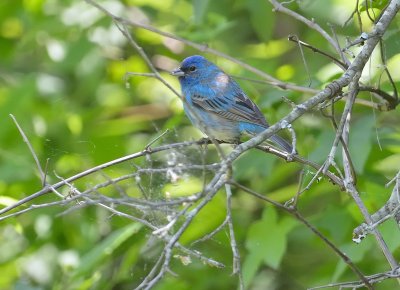 Indigo Bunting (Young Male Molting)