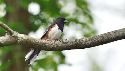 Eastern Towhee (Male)