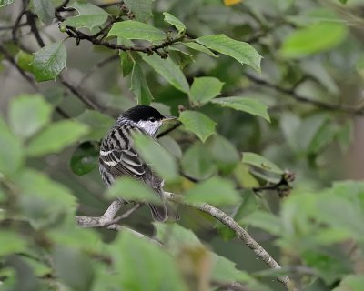 Blackpoll Warbler (Spring Male)