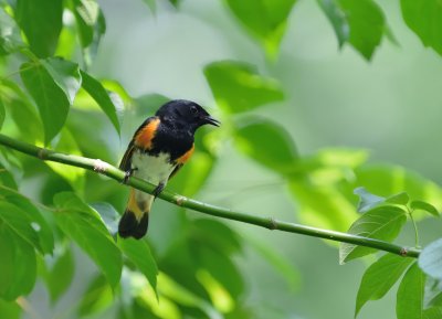 American Redstart Warbler (Male)