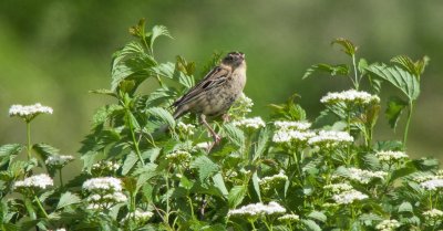 Bobolink (Female coming up from her Nest)