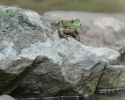Creek-Side-Frog