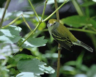 Chestnut-sided Warbler