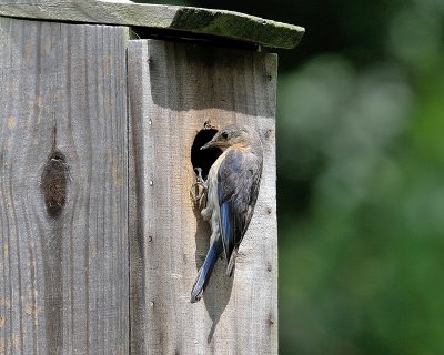 Eastern Bluebird (Female)