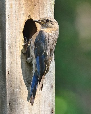 Eastern Bluebird (Female)