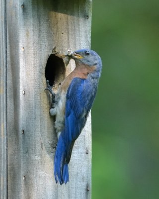 Eastern Bluebird (Male)