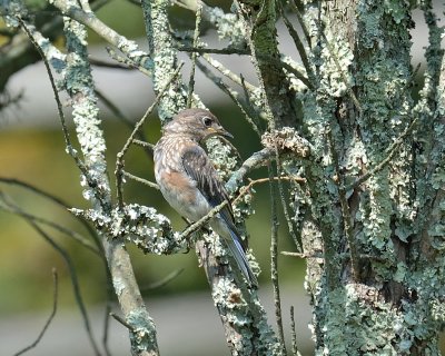 Eastern Bluebird (Immature)