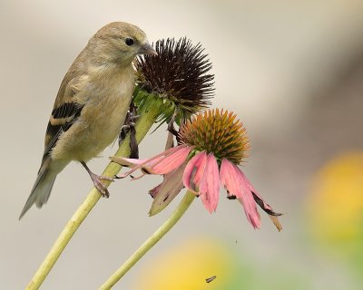 Goldfinch (Fall Colors)