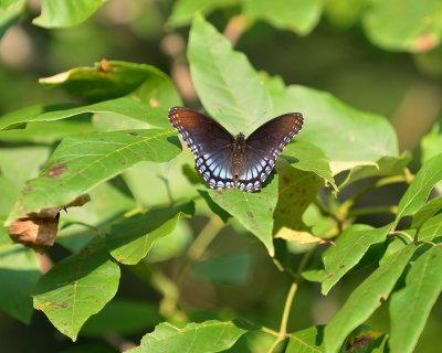 Red-spotted Purple Butterfly