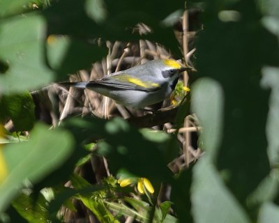 ^Golden-winged Warblers