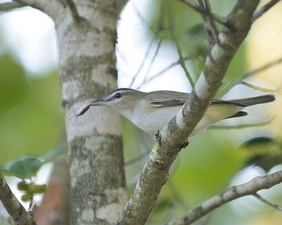 Red-eyed Vireo (with Stink Bug)