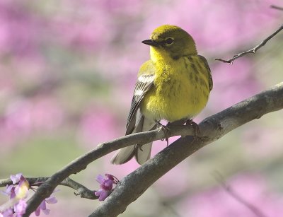 Pine Warbler (Male)