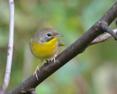 Common Yellowthroat Warbler ( Male in Fall Colors )