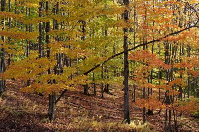 Cabin Mountain Fall Colors