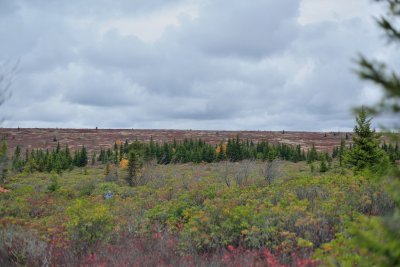 Fall Landscape - Dolly Sods, WVa