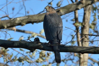 Cooper's Hawk