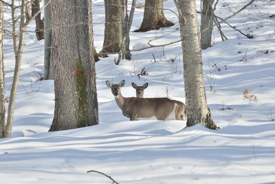Cabin Mountain Whitetail Deer