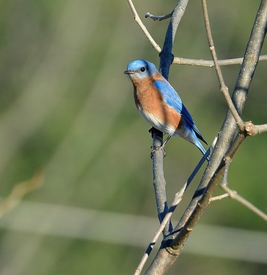 Eastern Bluebird (Male)