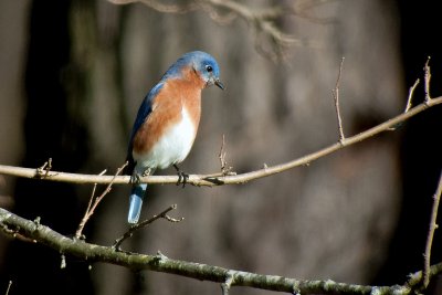 Eastern Bluebird (Male)