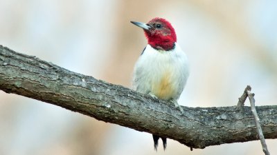 Red-headed Woodpecker