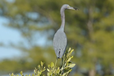 Little Blue Heron (with gecko)