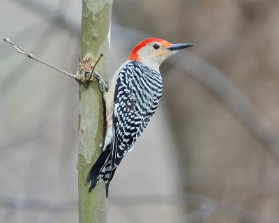 Red-bellied Woodpecker (Male)