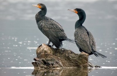 Double-crested Cormorants