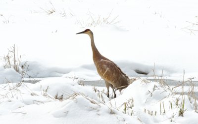 Sandhill Crane