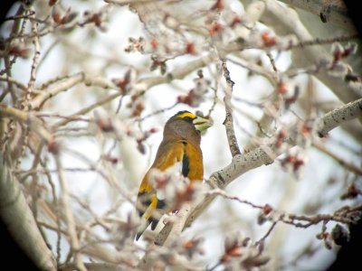 Evening Grosbeak