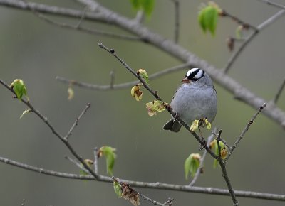 White-crowned Sparrow