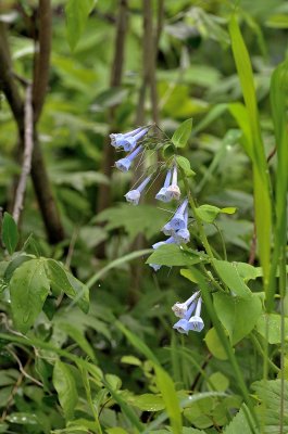 Wild Virginia Bluebells