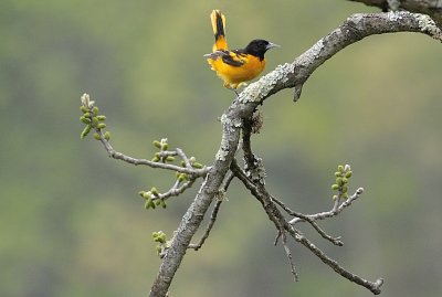 Northern Oriole (Male)