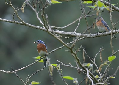 Mated Pair of Eastern Bluebirds
