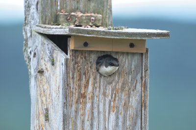 Tree Swallow with Hoppers!