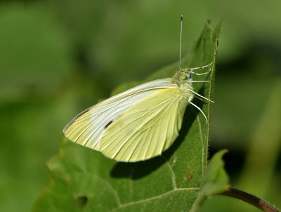 Cabbage White