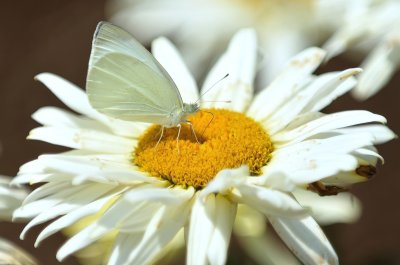 Cabbage White Butterfly