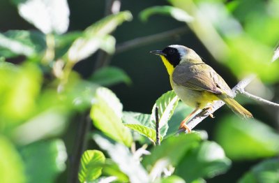 Common Yellowthroat Warbler (Male)