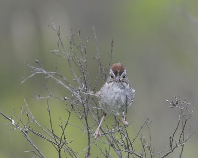 Swamp Sparrow