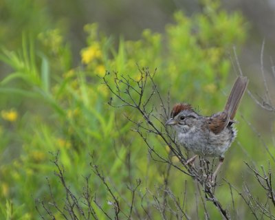 Swamp Sparrow